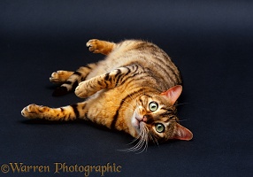 Brown spotted Bengal cat, lying on floor, grey background