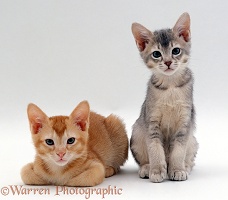 Burmese-cross kittens