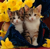 Kittens in blue bag with daffodils