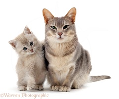 Blue Burmese-cross cat with lilac kitten