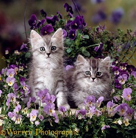 Kittens amongst pansies