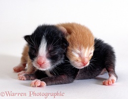 Two kittens, black-and-white and ginger, 1 day old