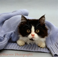 Black-and-white kitten with blue pullover