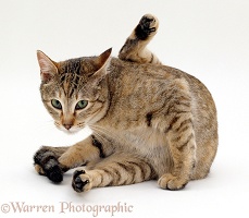 Female tabby cat, cleaning herself after mating