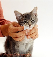 Cleaning teeth of a kitten using a finger pad