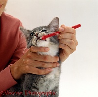 Cleaning the teeth of a kitten