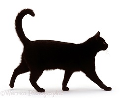 Black short-hair male cat walking profile
