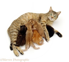 Tabby mother cat suckling her kittens