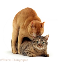 Cats mating