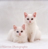 Two white Persian-cross kittens