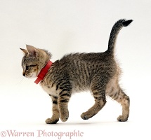 Tabby kitten wearing red flea collar