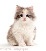 Cute fluffy silver tortoiseshell kitten