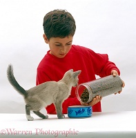 Boy feeding dried catfood to Lilac Tonkinese kitten