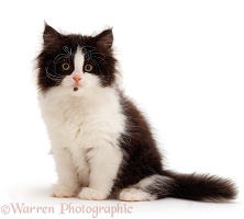 Black-and-white Persian kitten