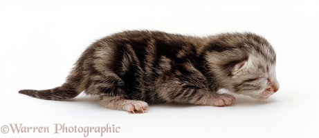 Silver tabby male kitten, 1 day old