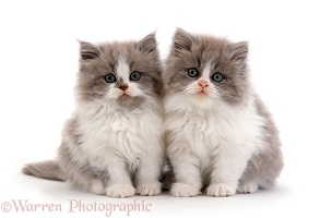 Two Persian cross lilac bicolour kittens, 9 weeks old