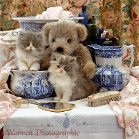 Persian kittens with teddy and Victorian wash set