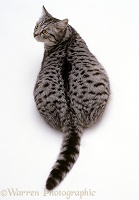 Fat silver spotted female cat