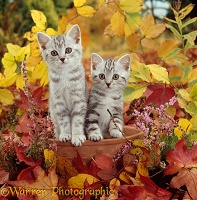 Silver tabby kittens among autumn leaves