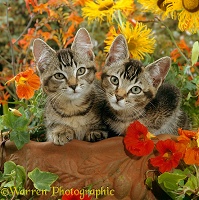 Tabby kittens among flowers