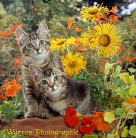 Ticked tabby kittens among flowers
