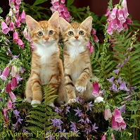Ginger kittens among flowers