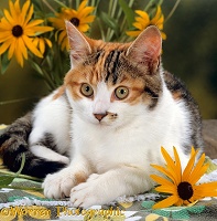 Calico cat with coneflowers