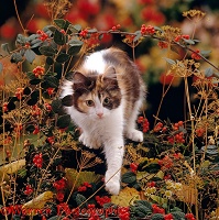 Calico cat among seedheads and berries
