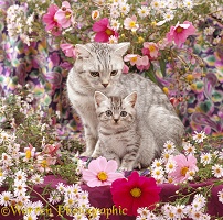 Mother Silver tabby cat and kitten among flowers