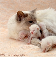 Balinese mother cat with young kittens