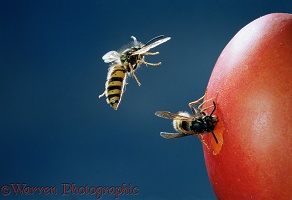 Common Wasp workers feeding on plum