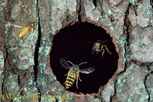 Common Wasp workers flying in and out of nest