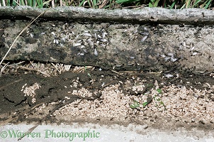 Exposed nest of Garden Black Ants