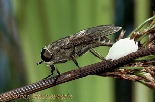 Female horsefly laying eggs