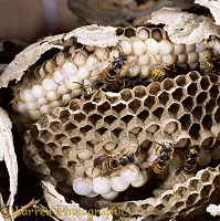 Saxony Wasps' nest