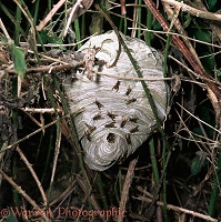 Median Wasp nest with workers ready to attack