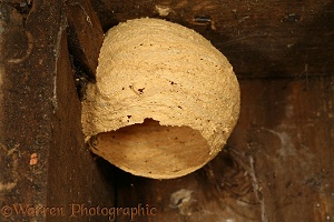 Hornet nest in bird box