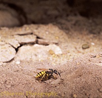 Bee-killer Wasp making nest hole