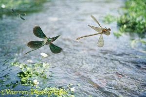 Beautiful Demoiselles in flight with water crowfoot