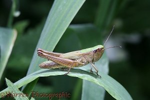 Common Field Grasshopper flightless female