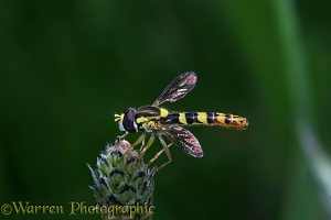 Hoverfly on plantain