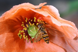 Marmalade Hoverfly in orange poppy