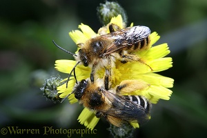 Hairy-legged Mining Bees