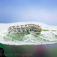 Mullein Moth caterpillar