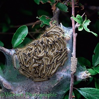 Lackey Moth caterpillars