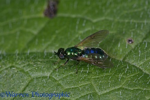 Soldier fly on comfrey