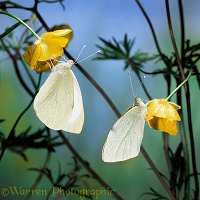 Large White Butterflies