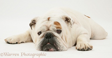 Red-and-white Bulldog with chin on floor