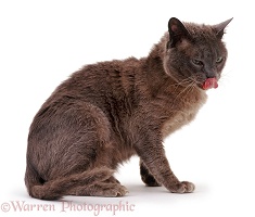 Cat with intractable ringworm lesions