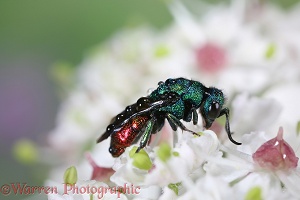 Ruby-tail Wasp roosting during rain
